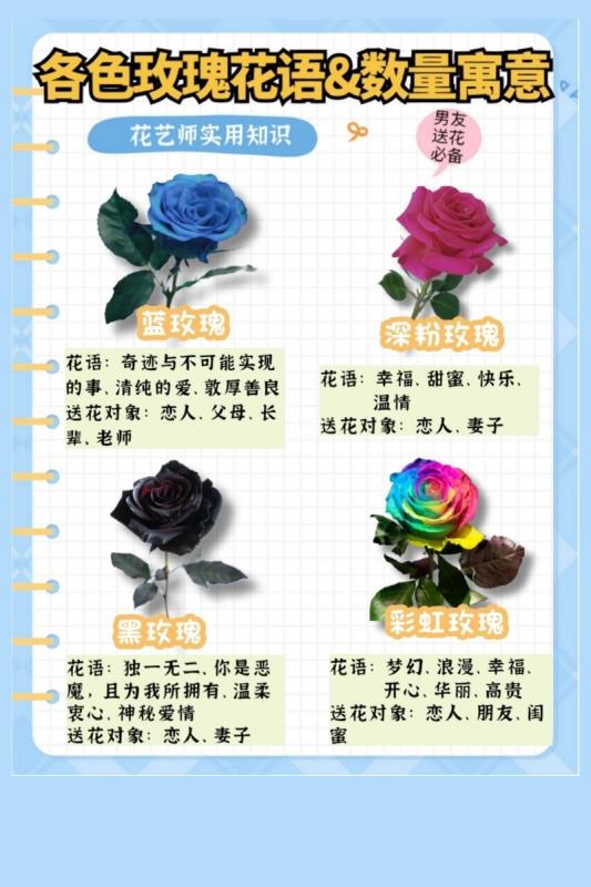 玫瑰的品种和花语(玫瑰品种及其花语解析)