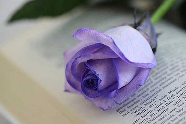 紫玫瑰花语(紫色玫瑰的象征意义)