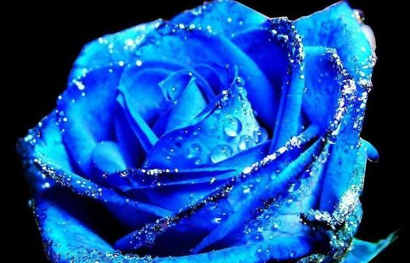 蓝玫瑰花语(蓝玫瑰的含义与花语)